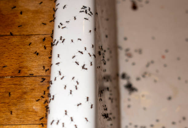 Wasp Removal Services in Timpson, TX