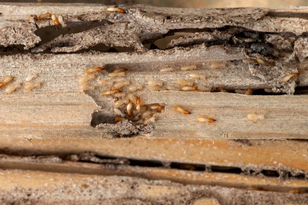 Best Insect Control  in Timpson, TX