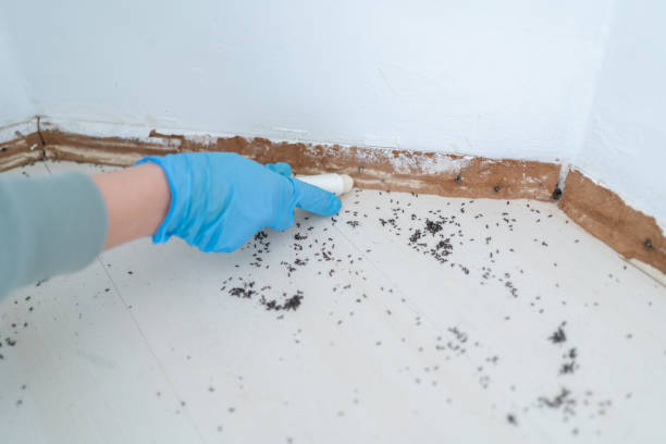 Best Termite Control Services  in Timpson, TX